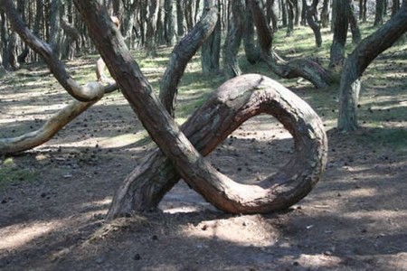 Bosque borracho o danzante