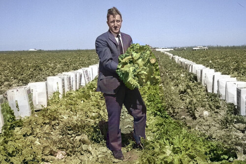 El hombre que intentó convertir la lechuga en tabaco, y cómo el mítico episodio de Los Simpsons nos mostró otro camino