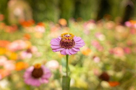 Zinnia.