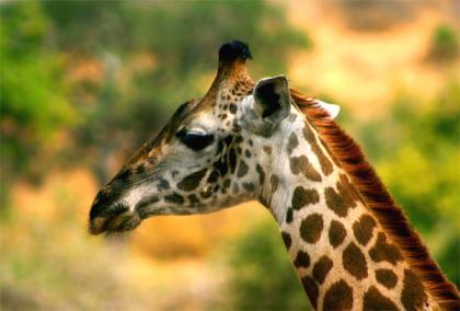 Los 10 mejores destinos para ver vida salvaje en Africa (X)