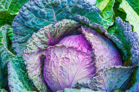 Broccoli 1078163 960 720
