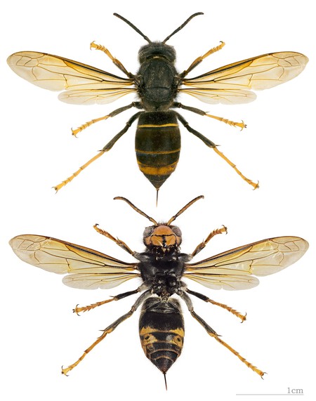 Vespa Velutina Nigrithorax Mhnt