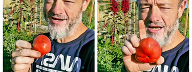 Lo que nunca tienes que hacer con los tomates comprados o de tu huerto, según un experto: "Estás tirando tu esfuerzo" 