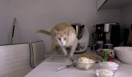 El gato de Sofía Suescun