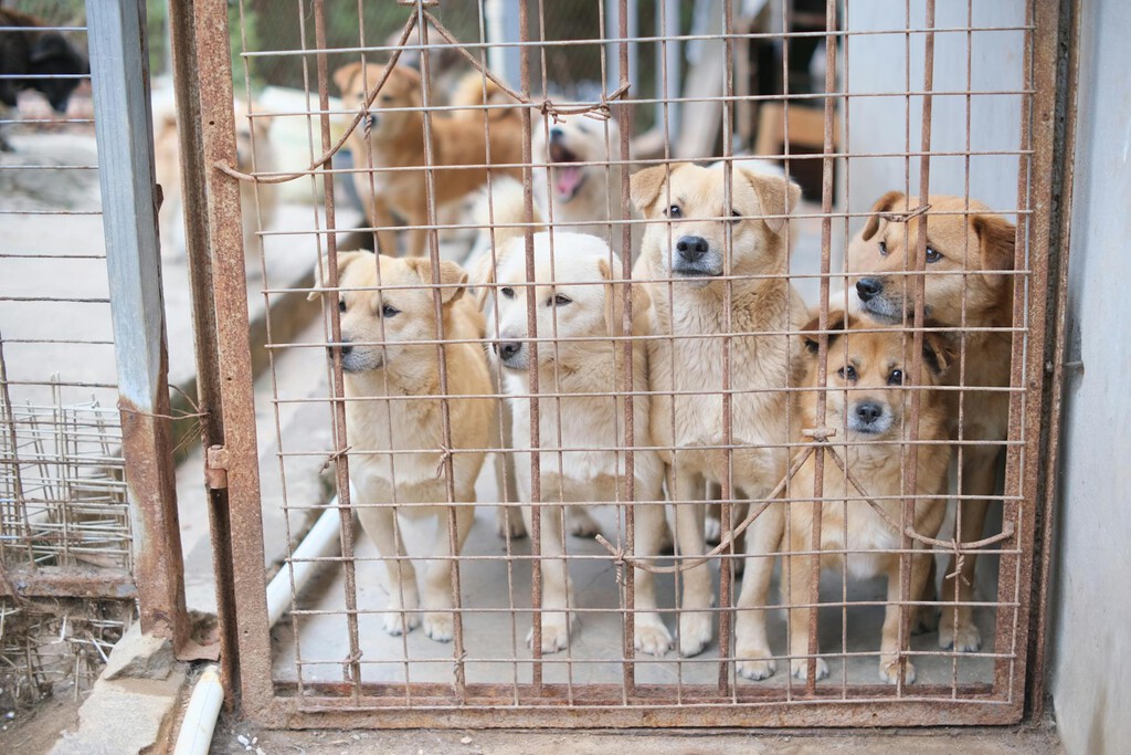 Corea del Sur se ha encontrado con un gran problema: qué hacer con el medio millón de perros que ya no se pueden comer