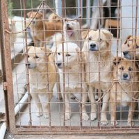 Comerse un perro en Corea del Sur ya está prohibido. Ahora el país afronta otro problema: sacrificar a millones de ellos