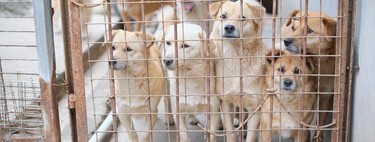 Comerse un perro en Corea del Sur ya está prohibido. Ahora el país afronta otro problema: sacrificar a millones de ellos