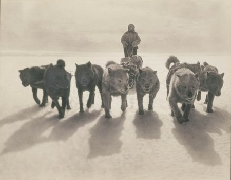 Gracias a una expedición a la Antártida, descubrimos que nunca debemos comernos un perro husky