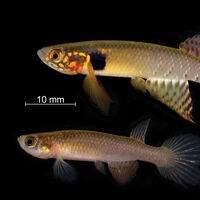 A ciência decretou seu fim, mas ele voltou: o peixe "fantasma" dado como extinto, mas que sobreviveu 20 anos escondido onde ninguém olhava 