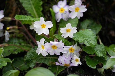 Pexels Saleh Bakhshiyev 387368045 20772488