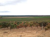 El viaje de María. Visita a bodegas de Ribera del Duero 