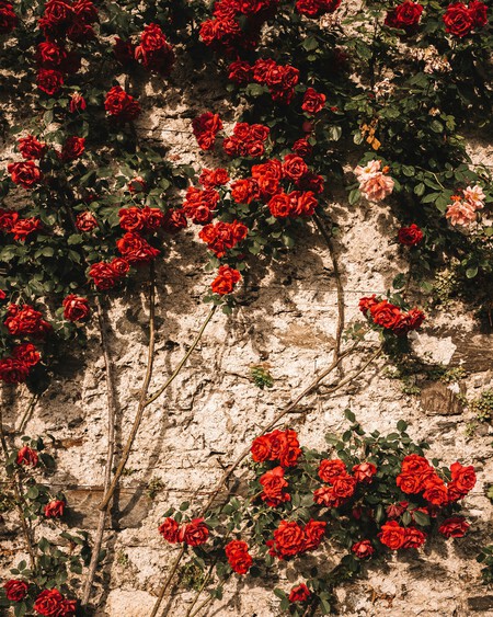Poda de verano