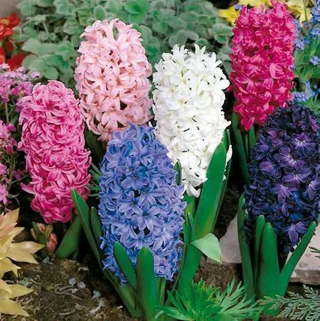 Aprovecha la belleza de los jacintos esta temporada. Decoración con plantas bulbosas
