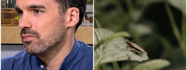 Andreu García, biólogo experto en plagas: "Si ves un cucaracha en casa no pasa nada, el problema empieza cuando se ven dos o tres, indica un foco cercano y tienes que llamar a un profesional"