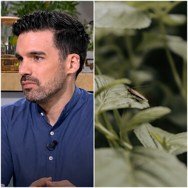 Andreu García, biólogo experto en plagas: "Si ves un cucaracha en casa no pasa nada, el problema empieza cuando se ven dos o tres, indica un foco cercano y tienes que llamar a un profesional"