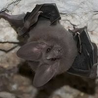 Esta especie es experta en control de plagas y México la ha logrado salvar: el murciélago orejón