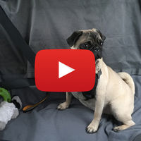 Accesorios KIA PET, videoprueba: no importa si es un perro o gato, tus mascotas también deben viajar seguras