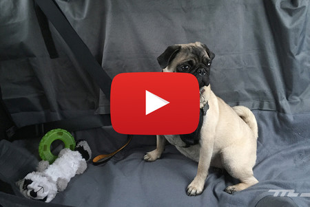 Accesorios KIA PET, videoprueba: no importa si es un perro o gato, tus mascotas también deben viajar seguras