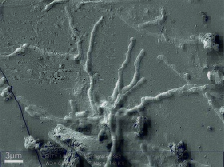 Estas neuronas humanas encontradas tienen 2.000 años y está vitrificadas porque son de una víctima de la erupción del Vesubio