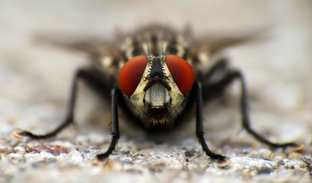14 fantásticas fotografías macro para inspirarse en primavera