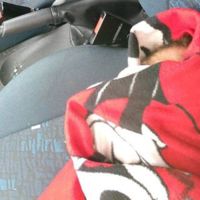 La policía rescata a un bebé "reborn" encerrado en un coche 