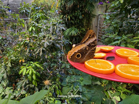 Foto con Galaxy S26 Ultra