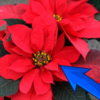 Tu nochebuena puede vivir más de un invierno: la guía de cuidados para mantenerla viva todo el año 