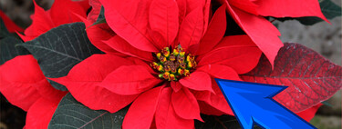 Tu nochebuena puede vivir más de un invierno: la guía de cuidados para mantenerla viva todo el año 