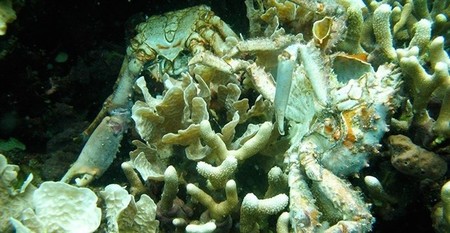 Cada vez hay más zonas en los océanos que apenas tienen oxígeno