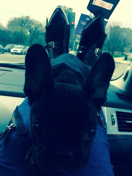 Lady Gaga nos presenta a Asia, su nueva y 'especial' mascota