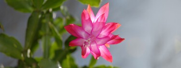 Los mejores trucos para que tu cactus de Navidad tenga una floración espectacular 