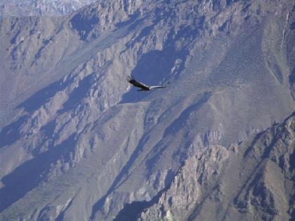 condor1.jpg