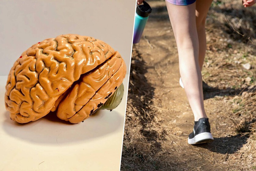 Caminar cambia las reglas del alzhéimer: unos pasos al día bastan para frenar la chispa que enciende la enfermedad