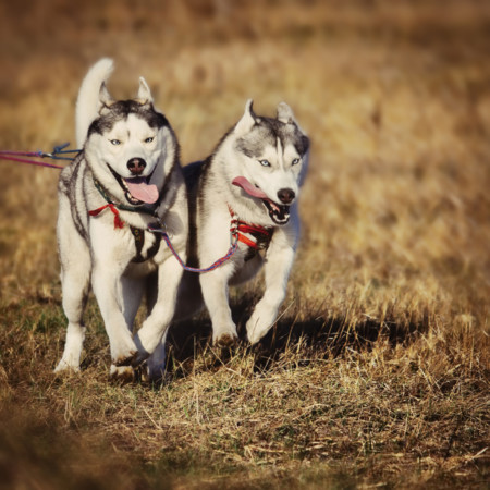 Cómo empezar a practicar canicross (II): la raza y la motivación del perro