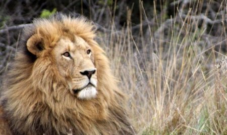 La versión Golden Master de Lion ya está disponible para los desarrolladores