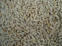 Los cereales en la alimentación infantil: la cebada