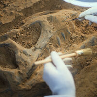 Dinossauros emitiam sons como aves? Garganta de fóssil descoberto na China aponta que sim 