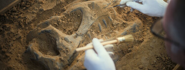 Dinossauros emitiam sons como aves? Garganta de fóssil descoberto na China aponta que sim 