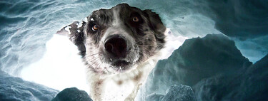 Un border collie al rescate en la nieve, espectacular foto ganadora de los Premios de Fotografía de Perros de 2022 