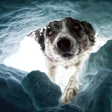 Un border collie al rescate en la nieve, espectacular foto ganadora de los Premios de Fotografía de Perros de 2022 