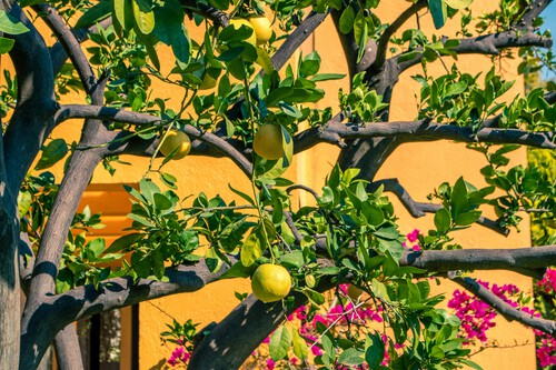 árboles frutales para el jardín