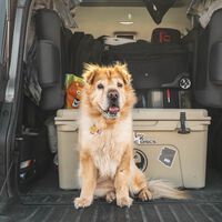 Viajar con tu mascota en el coche: la multa por no llevar correctamente a tu perro ahora es estratosférica