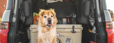 Viajar con tu mascota en el coche: la multa por no llevar correctamente a tu perro ahora es estratosférica