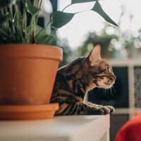 Adiós Monstera y otras cinco plantas de interior muy populares en España que son tóxicas para perros y gatos