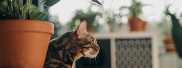 Adiós Monstera y otras cinco plantas de interior muy populares en España que son tóxicas para perros y gatos