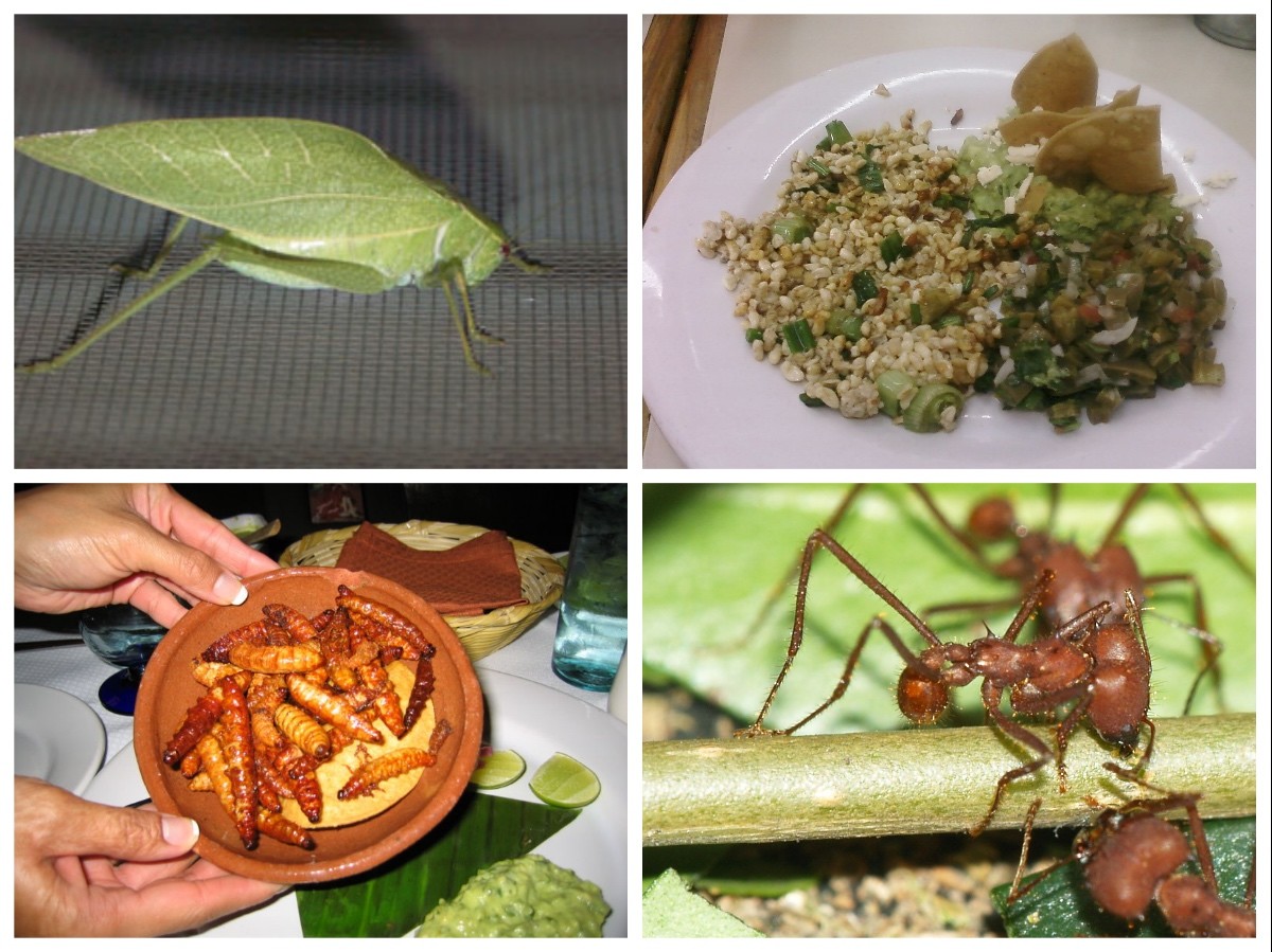 ¿Por qué comer insectos no es una idea tan descabellada como parece?