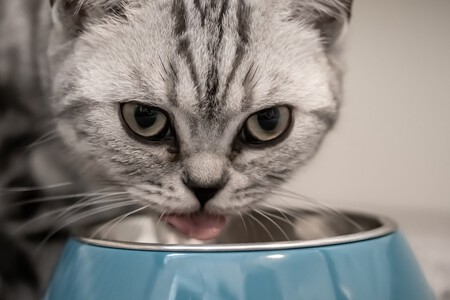 Gato Vibrisas Quisquilloso Plato