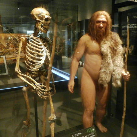 Esqueleto Neanderthal