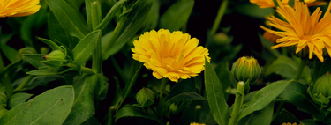 Protege tu huerto contra las plagas fácilmente con esta planta que además tiene bonitas flores llenas de color