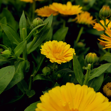 Protege tu huerto contra las plagas fácilmente con esta planta que además tiene bonitas flores llenas de color